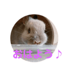 うさぎのごまちゃんの日常あいさつ（個別スタンプ：1）