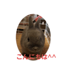 うさぎのごまちゃんの日常あいさつ（個別スタンプ：2）