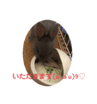 うさぎのごまちゃんの日常あいさつ（個別スタンプ：4）