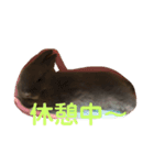 うさぎのごまちゃんの日常あいさつ（個別スタンプ：6）
