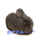 うさぎのごまちゃんの日常あいさつ（個別スタンプ：8）