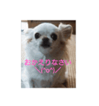 わんこ ちび＆チェリー7（個別スタンプ：4）