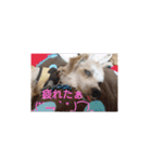 わんこ ちび＆チェリー7（個別スタンプ：10）