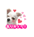 マッチョスタンプ‼︎（個別スタンプ：8）