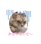 トラ猫親子の日常スタンプ（個別スタンプ：1）