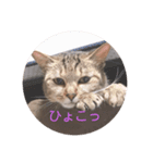 トラ猫親子の日常スタンプ（個別スタンプ：2）