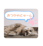 トラ猫親子の日常スタンプ（個別スタンプ：8）