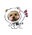 トイ・プードルCOCO（個別スタンプ：1）
