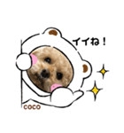 トイ・プードルCOCO（個別スタンプ：2）