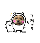トイ・プードルCOCO（個別スタンプ：5）
