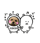 トイ・プードルCOCO（個別スタンプ：7）