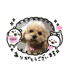トイ・プードルCOCO（個別スタンプ：8）