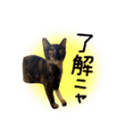 保護猫ルナの日常#2（個別スタンプ：23）