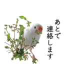 鳥＆猫スタンプ第3弾  お仕事＆敬語（個別スタンプ：4）