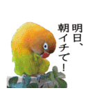 鳥＆猫スタンプ第3弾  お仕事＆敬語（個別スタンプ：5）