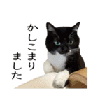 鳥＆猫スタンプ第3弾  お仕事＆敬語（個別スタンプ：9）