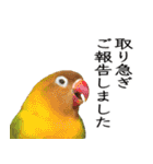 鳥＆猫スタンプ第3弾  お仕事＆敬語（個別スタンプ：10）