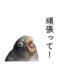 鳥＆猫スタンプ第3弾  お仕事＆敬語（個別スタンプ：11）