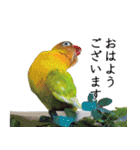 鳥＆猫スタンプ第3弾  お仕事＆敬語（個別スタンプ：22）