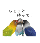 鳥＆猫スタンプ第3弾  お仕事＆敬語（個別スタンプ：38）