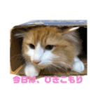 はっさくスタンプ！（個別スタンプ：4）