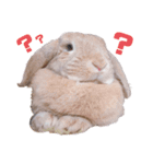 うさもる日常会話（個別スタンプ：6）