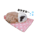 うさもる日常会話（個別スタンプ：9）