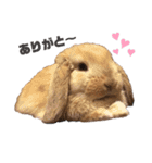 うさもる日常会話（個別スタンプ：11）