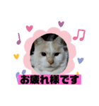 ミータ郎ファミリー2（個別スタンプ：1）