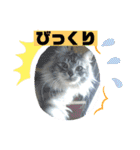 ミータ郎ファミリー2（個別スタンプ：8）