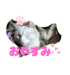 ミータ郎ファミリー2（個別スタンプ：15）