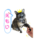 a healing cat in our house（個別スタンプ：1）