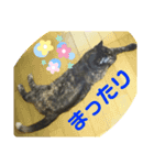 a healing cat in our house（個別スタンプ：2）