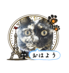 a healing cat in our house（個別スタンプ：3）