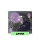 a healing cat in our house（個別スタンプ：4）