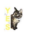 a healing cat in our house（個別スタンプ：5）