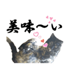 a healing cat in our house（個別スタンプ：7）