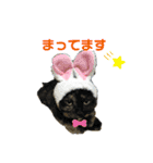 a healing cat in our house（個別スタンプ：10）
