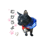 a healing cat in our house（個別スタンプ：11）