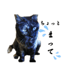a healing cat in our house（個別スタンプ：12）