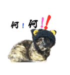 a healing cat in our house（個別スタンプ：13）
