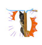 a healing cat in our house（個別スタンプ：15）