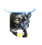 a healing cat in our house（個別スタンプ：16）