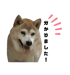 柴犬わんわん1（個別スタンプ：1）