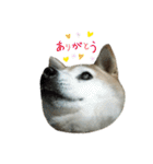 柴犬わんわん1（個別スタンプ：3）
