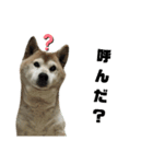 柴犬わんわん1（個別スタンプ：5）
