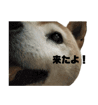 柴犬わんわん1（個別スタンプ：6）