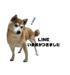 柴犬わんわん1（個別スタンプ：7）