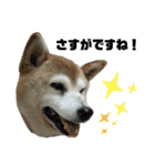 柴犬わんわん1（個別スタンプ：9）