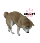 柴犬わんわん1（個別スタンプ：10）
